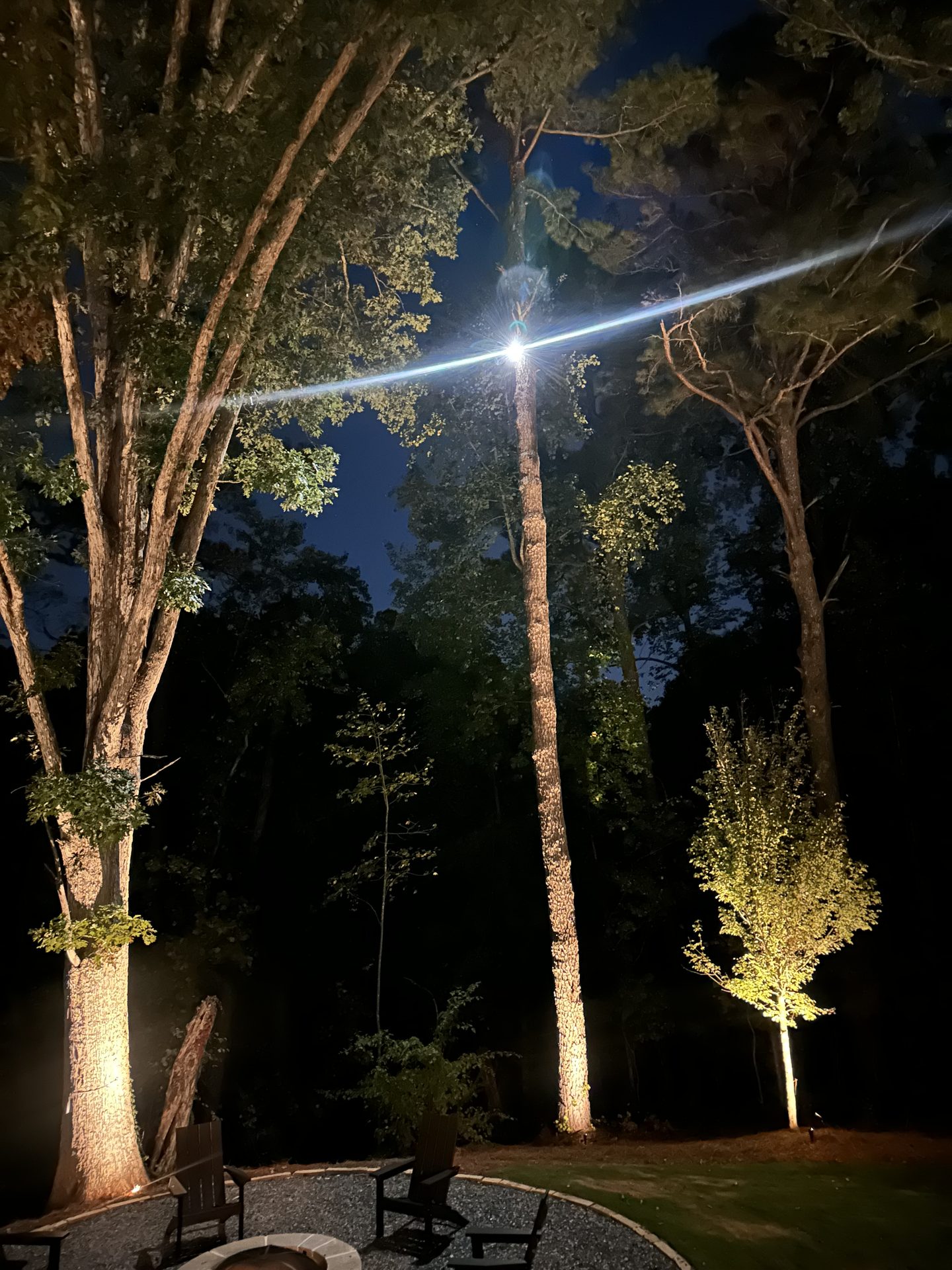 Holiday string lights draped from large tree
